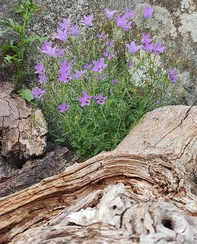 Casa vacanze Witericus Hospedaxe Guitiriz